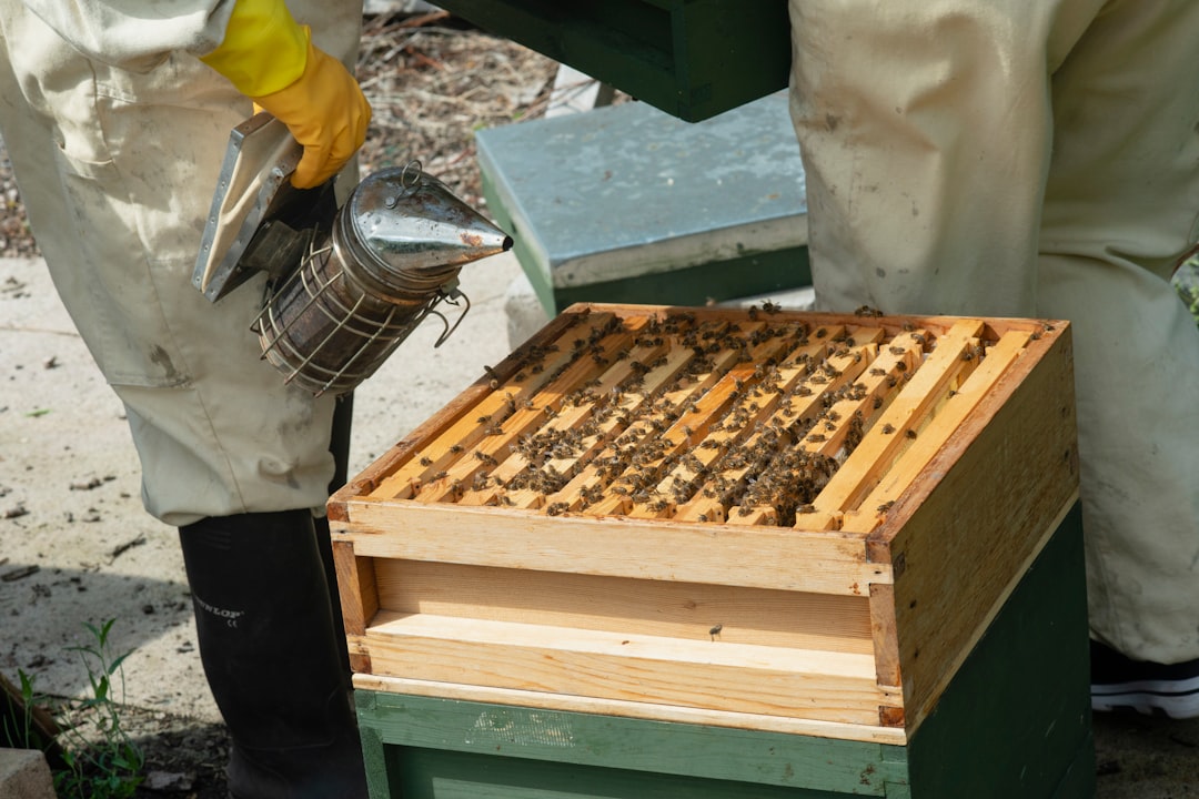 How to Hive a Package of Bees: Step-by-Step Guide for Beginners