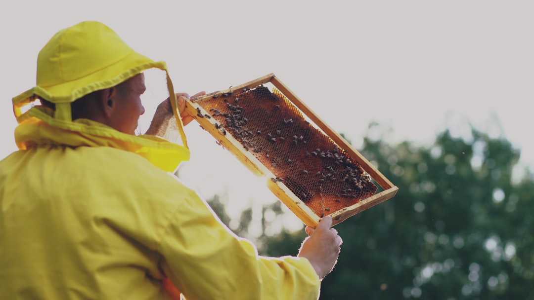 A beekeeper in protective gear checking a wooden frame full of bees on a sunny day