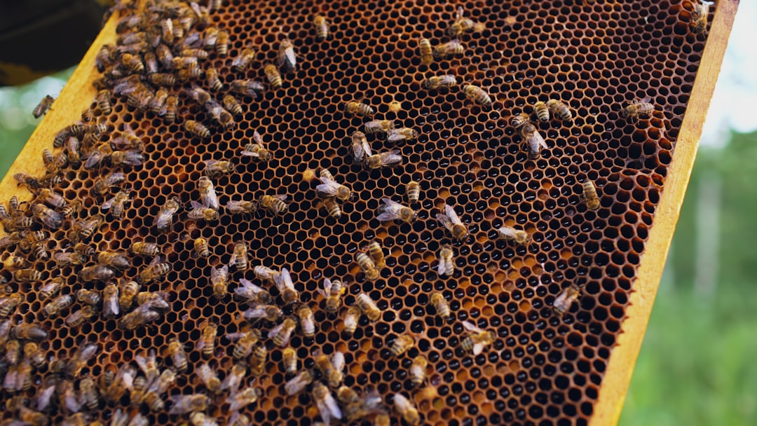 Beekeeper inspecting a hive frame carefully