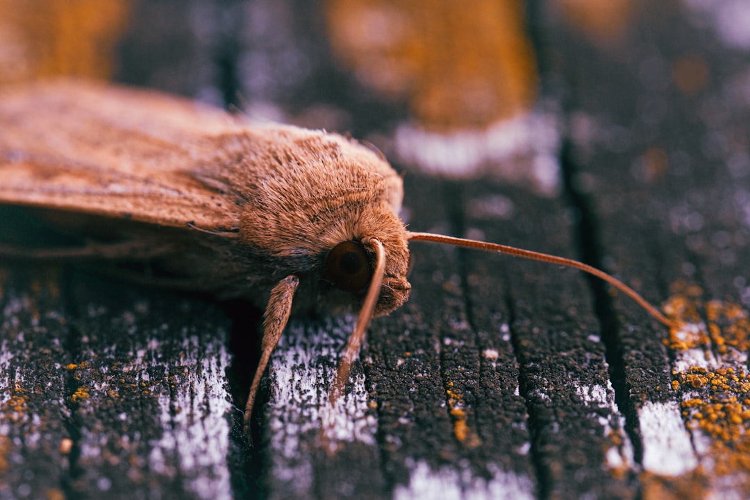 Wax moth prevention and treatment hero image