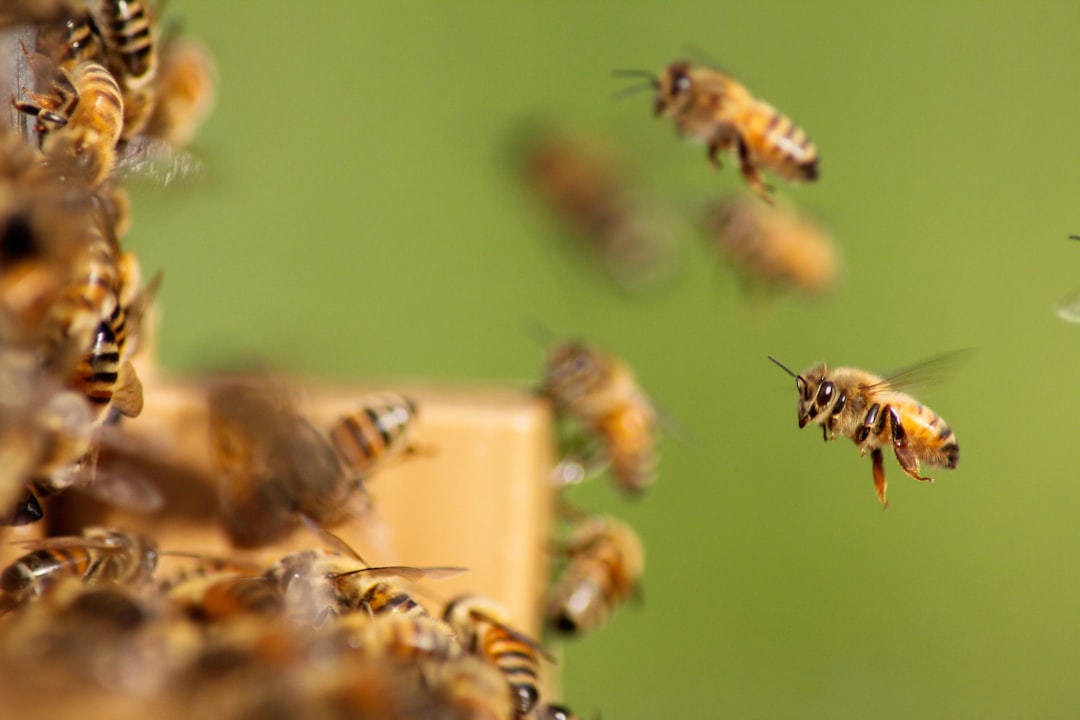 Catching and hiving a swarm hero image