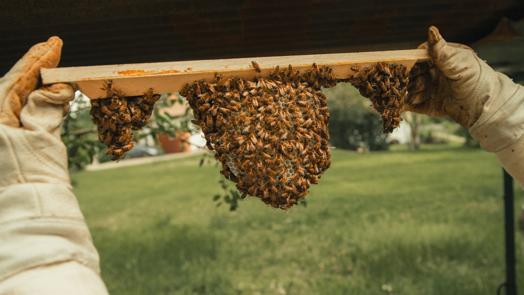 Top bar hive management: a complete guide hero image