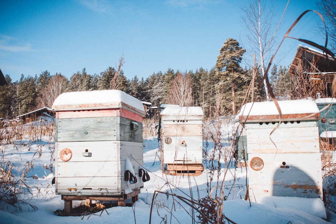 Hero image for How to prepare your apiary for winter