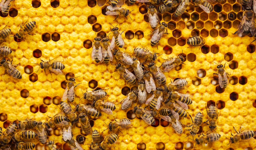 Hero image for How to read your hive's population through the season