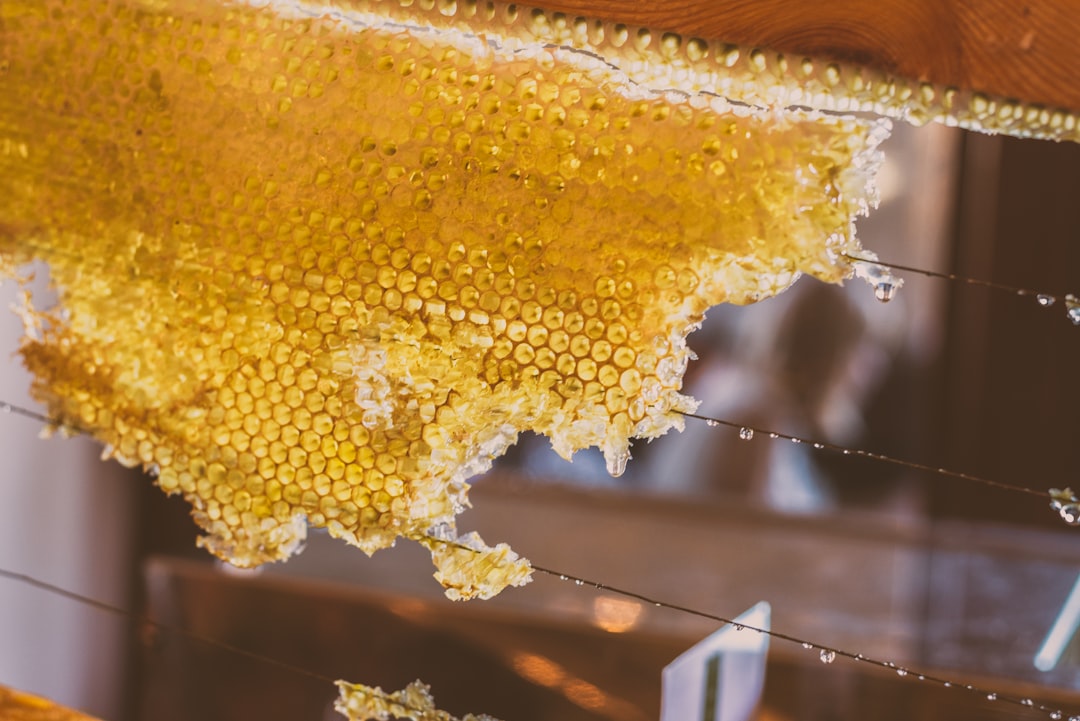 "Honey extractor in beekeeping operation"