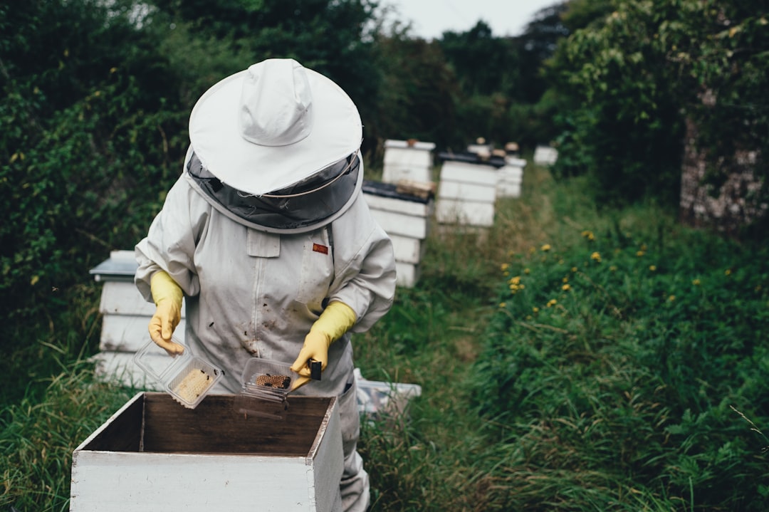 Beekeeper inspecting nucleus colony