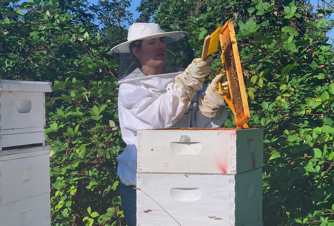 Queen bee on honeycomb